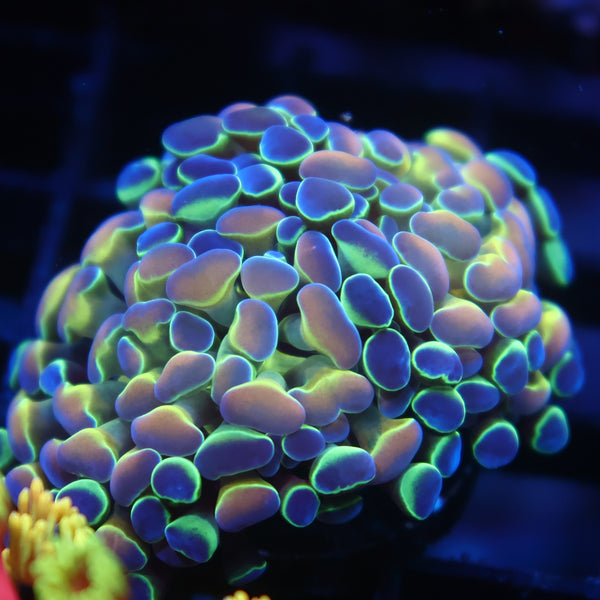 TCK Branching Holographic Hammer