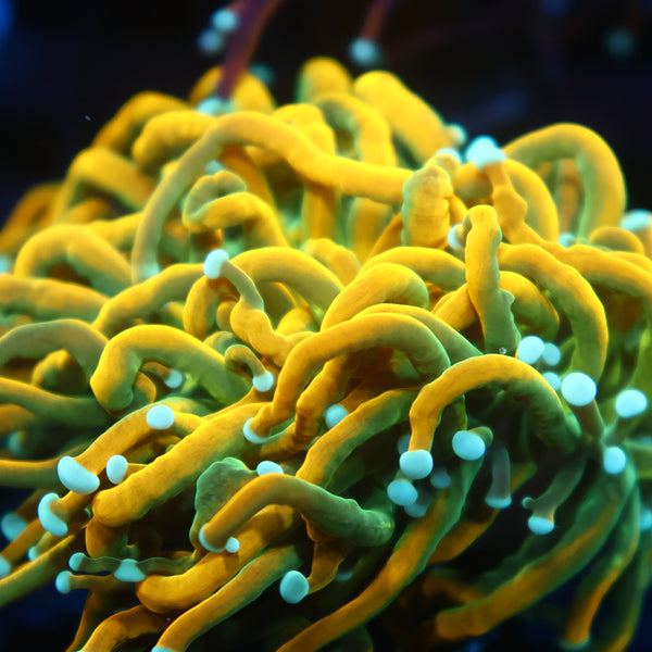 TCK "Saltwater Paradise HG" Torch