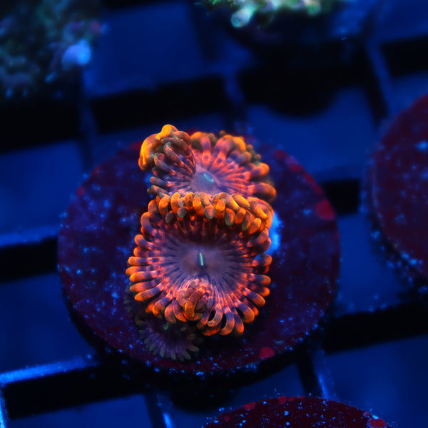 JF Fairy Fart Zoas