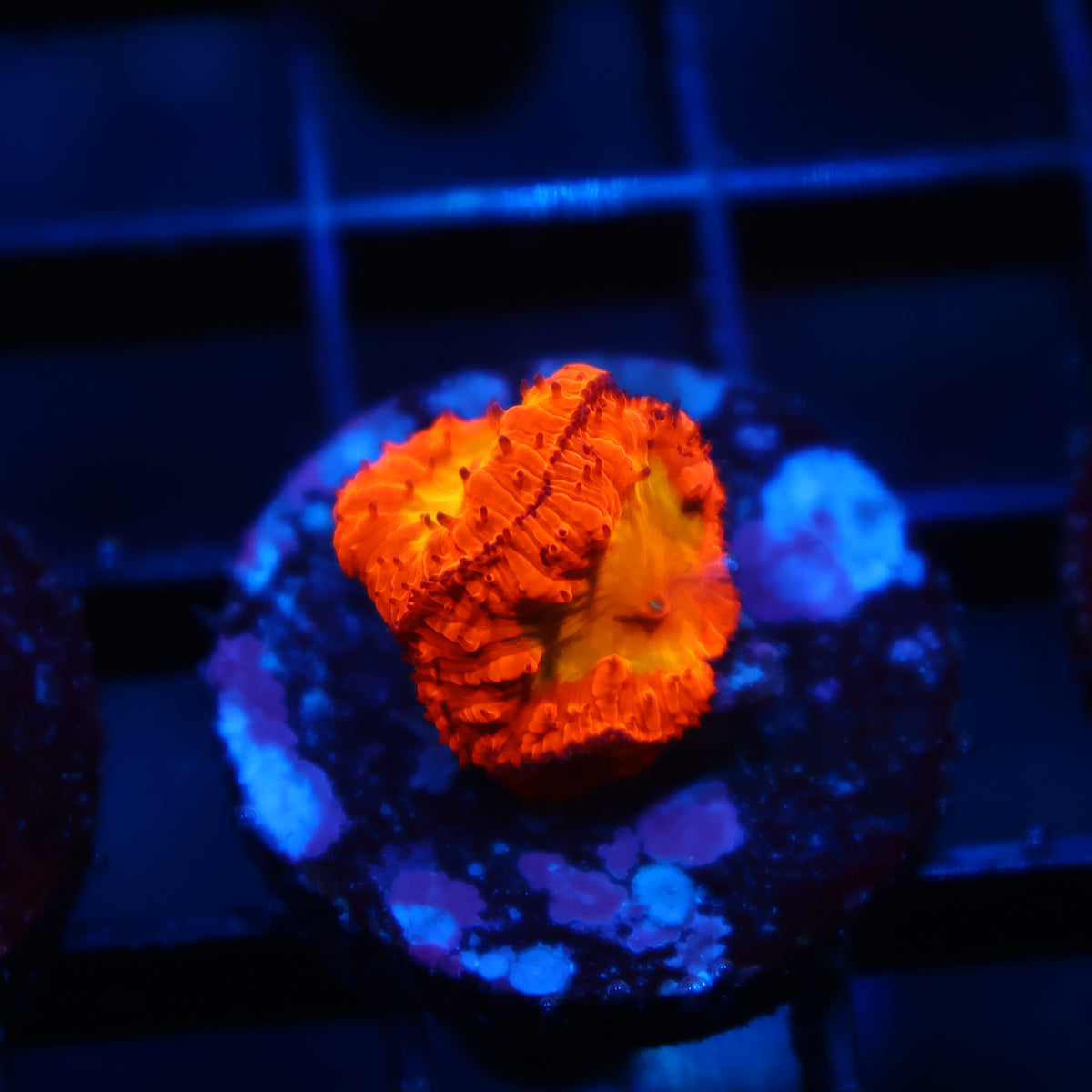 WWC OG Rainbow Blasto