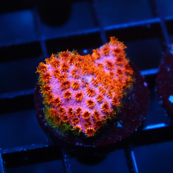 Skittles Bomb Cyphastrea