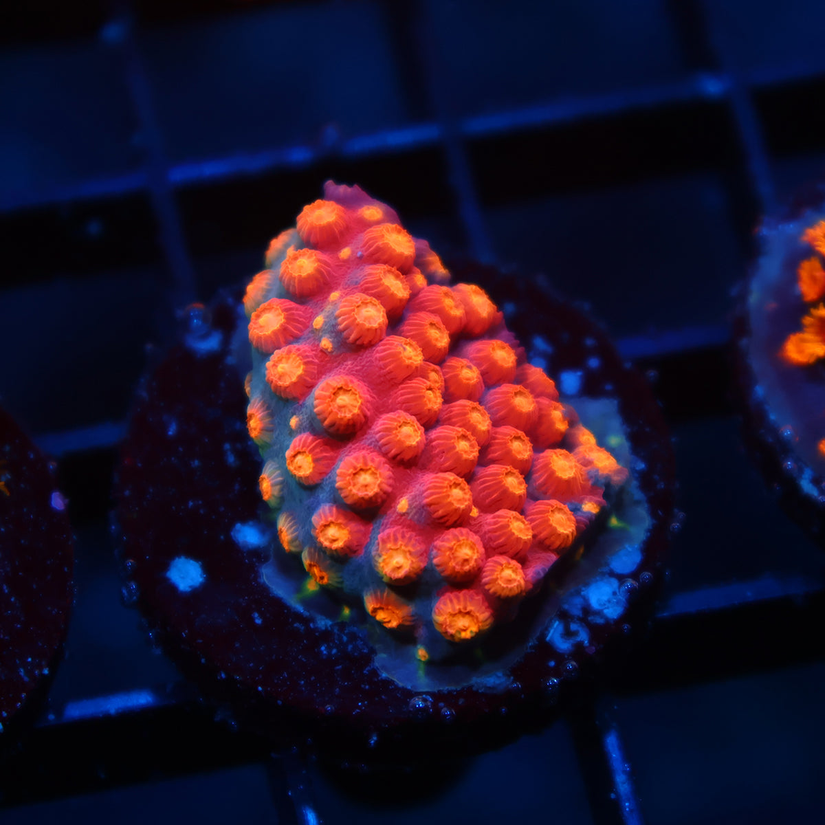 TCK Rainbow Abstract Cyphastrea