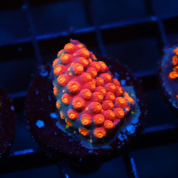 TCK Rainbow Abstract Cyphastrea