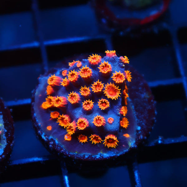 WWC Bizarro Cyphastrea