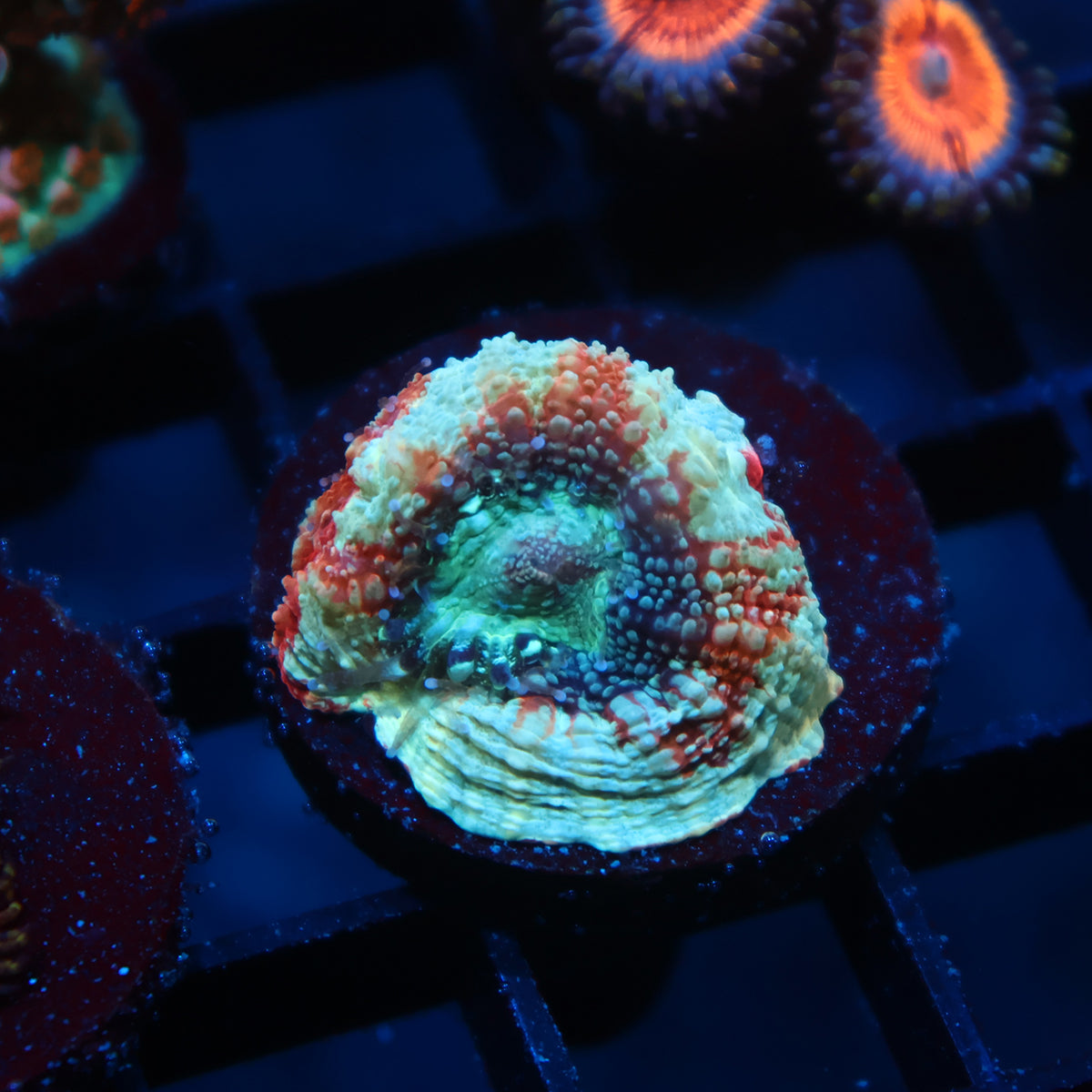 TCK Rainbow Bowerbanki
