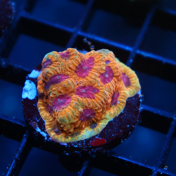 TCK Jester Orange Favia