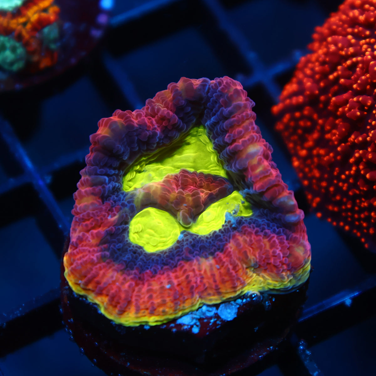 TCK Big Polyp Dragon Soul Favia