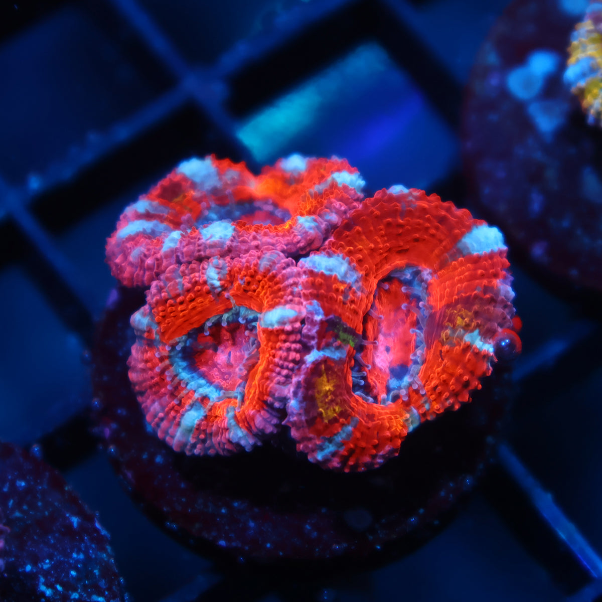 TCK Masterpiece Grafted Acan Lord