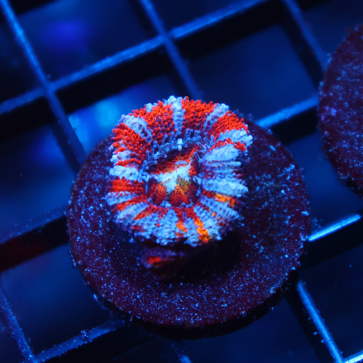 TCK Rainbow Striped Acan Lord