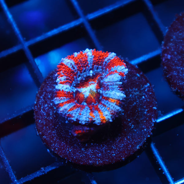 TCK Rainbow Striped Acan Lord