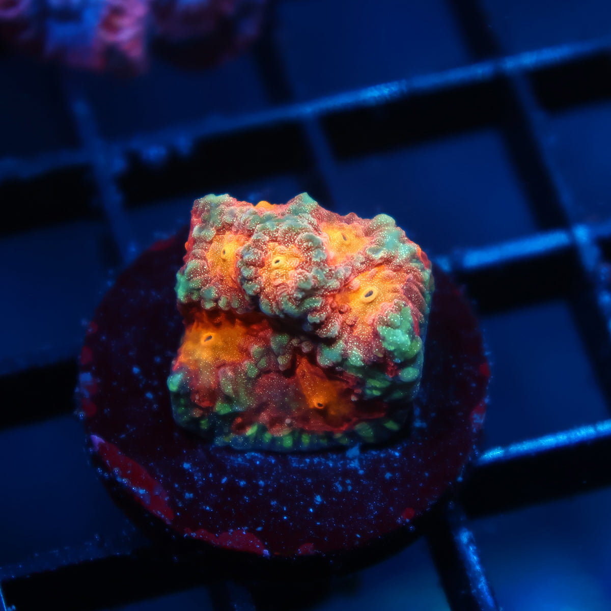 TCK Sparkly Favia