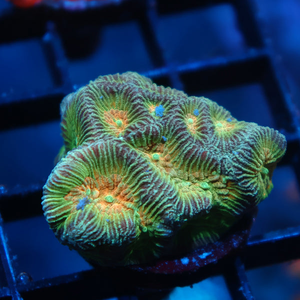 TCK Rainbow Platygrya
