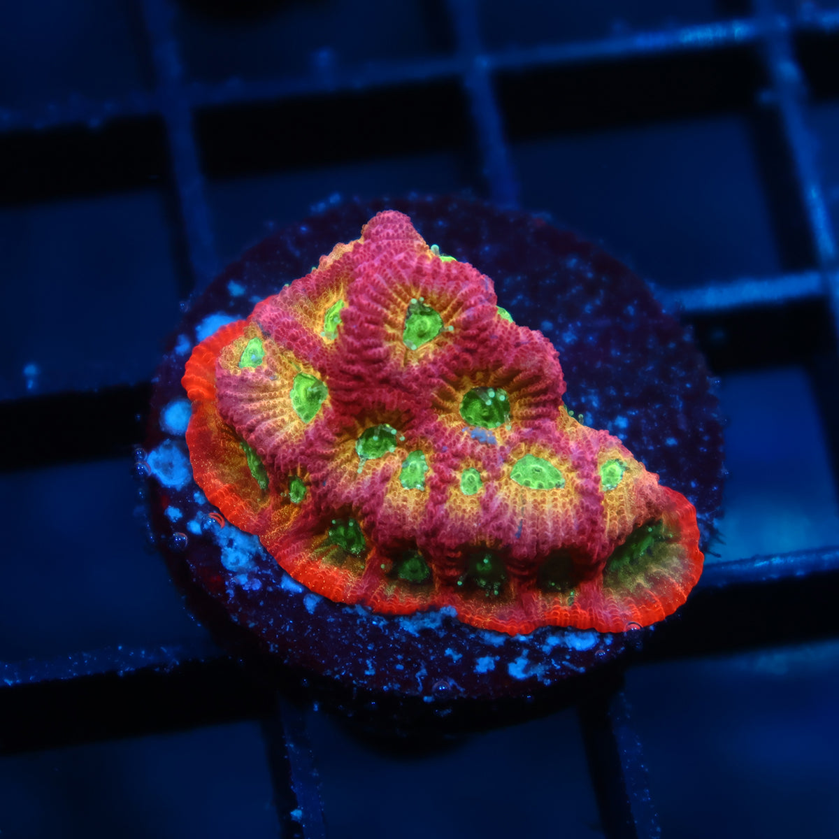 JF Dayglo Favia