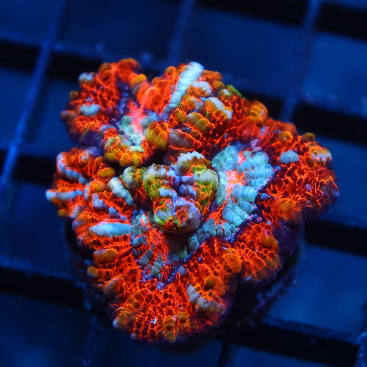 TCK Rainbow Wilsoni