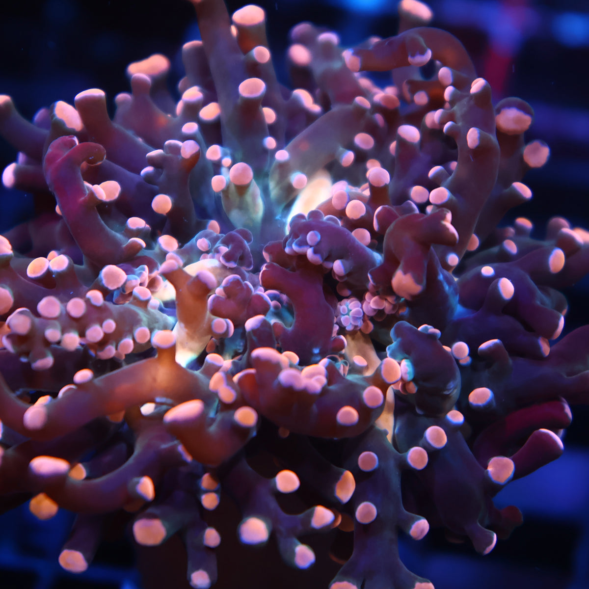 TCK Branching Peach Frogspawn
