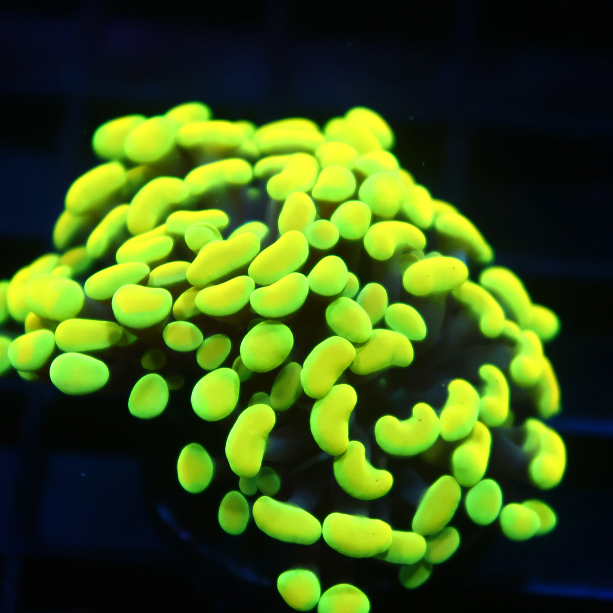 TCK Branching Bright Neon Hammer