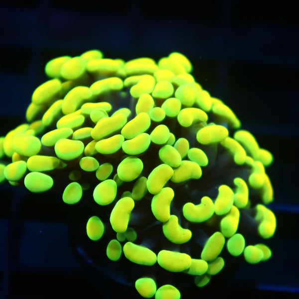 TCK Branching Bright Neon Hammer