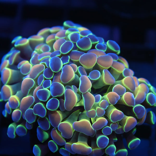 TCK Branching Holographic Hammer