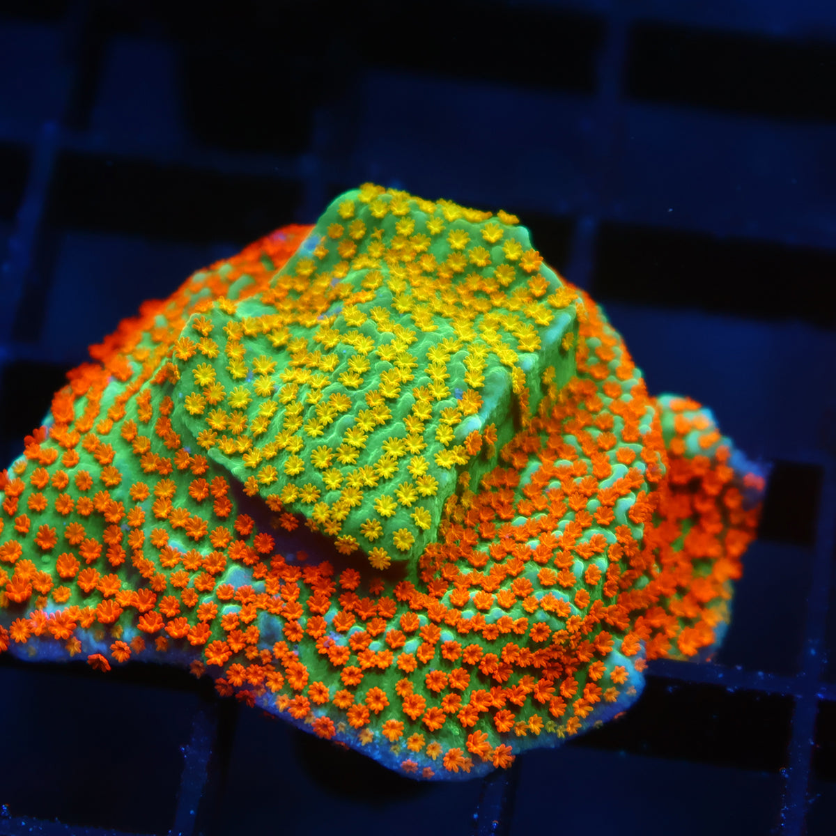 Lg TCK Rainbow Roads Monti
