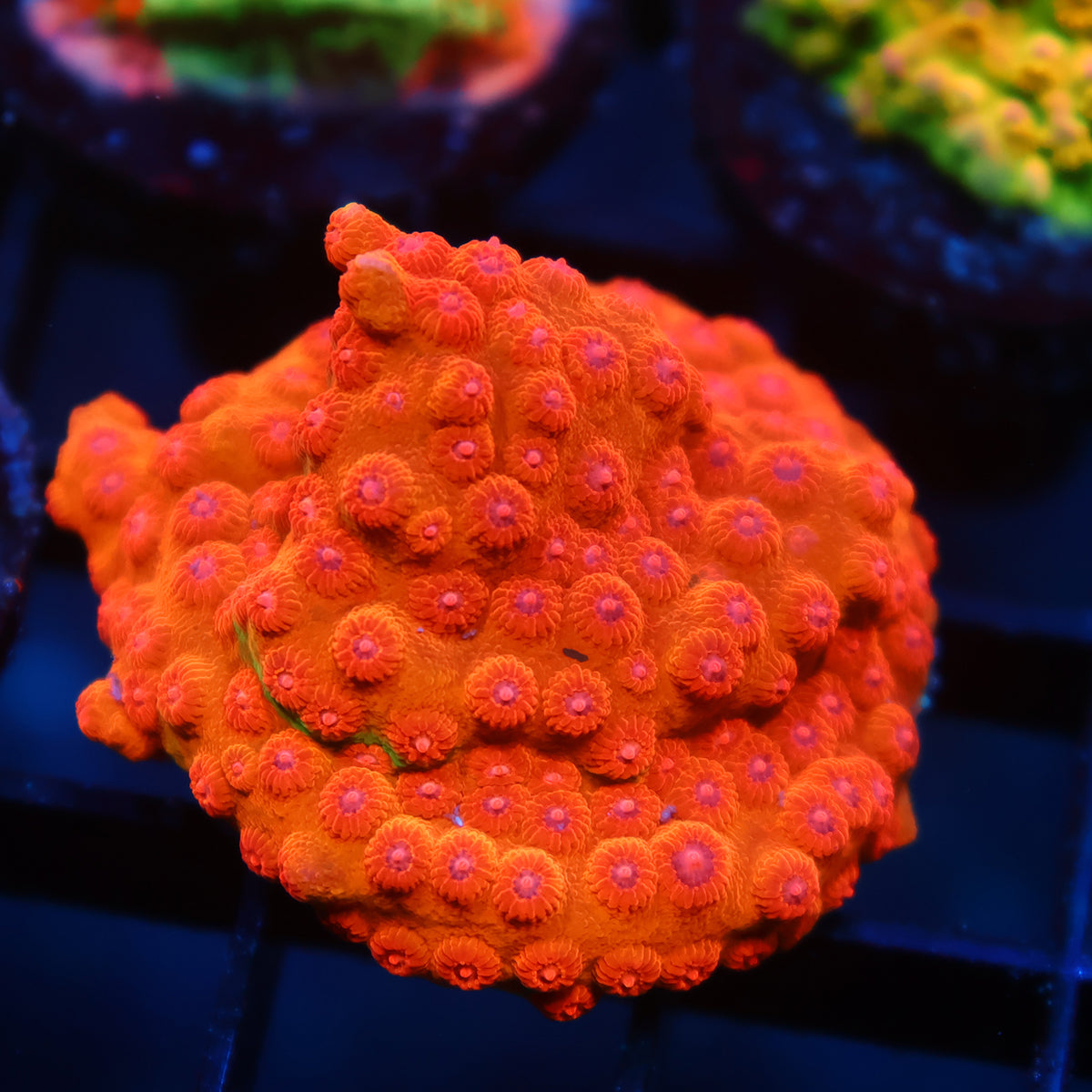 WWC Defcon Cyphastrea