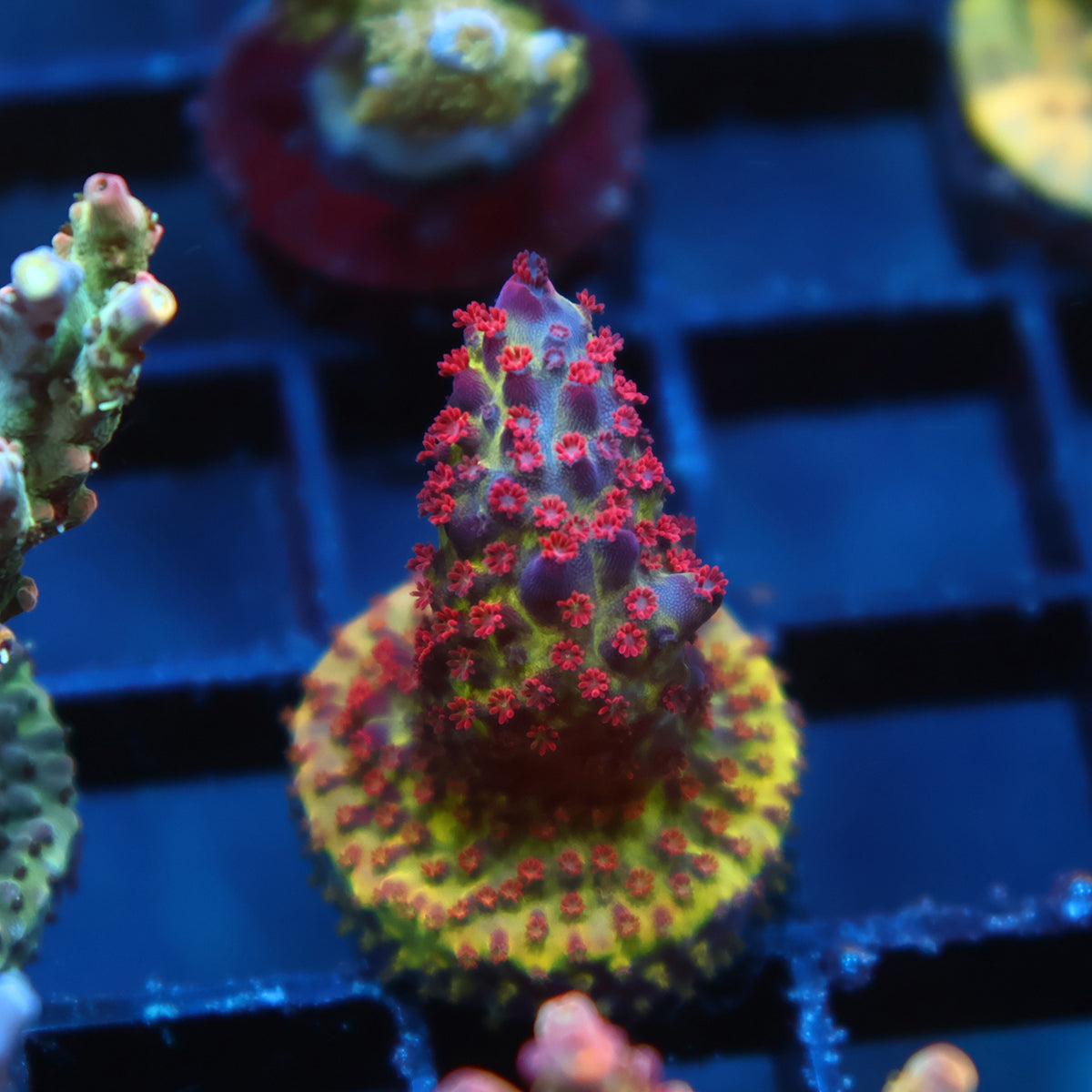 Sanjay's Red Photon