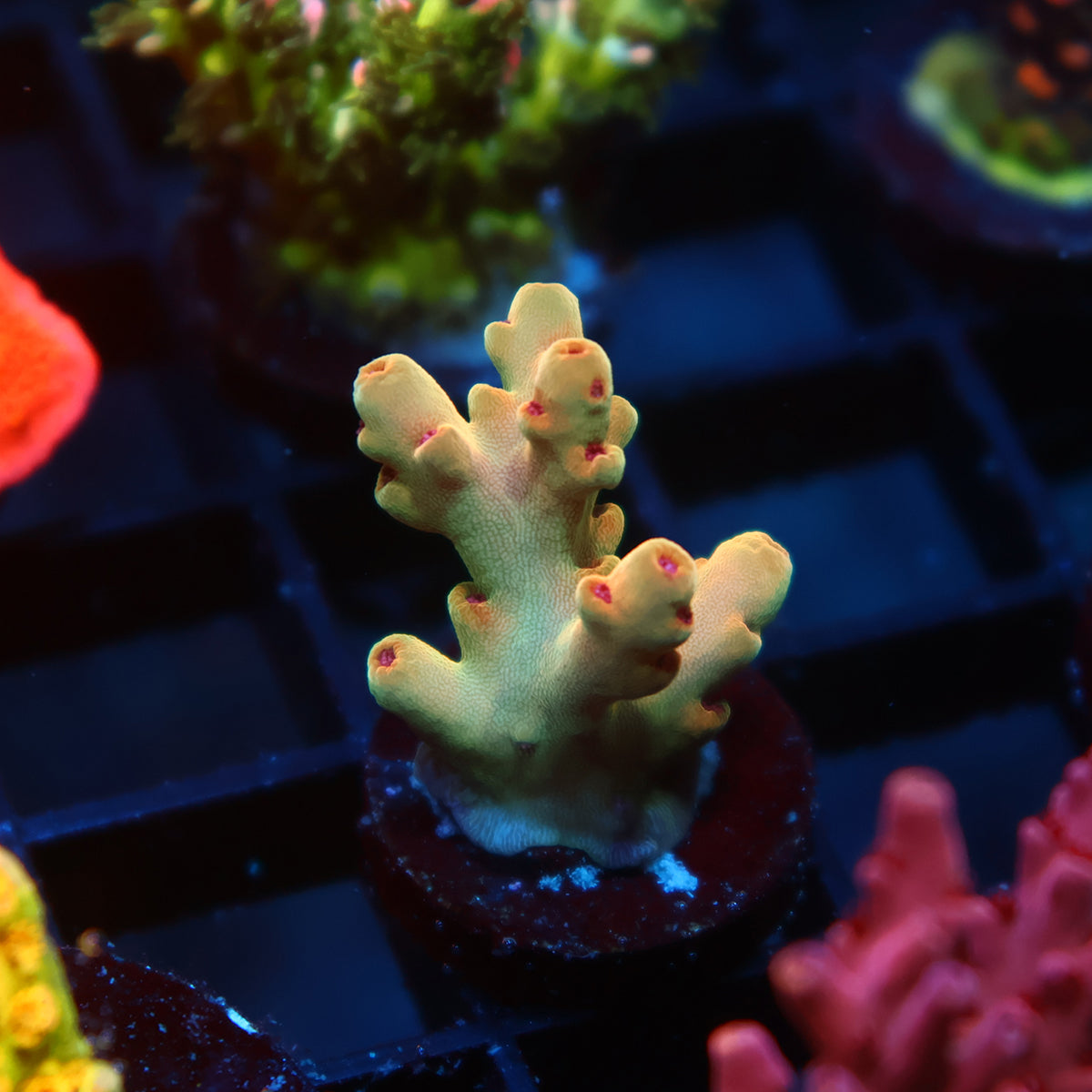 TCK Deepwater Rosaria