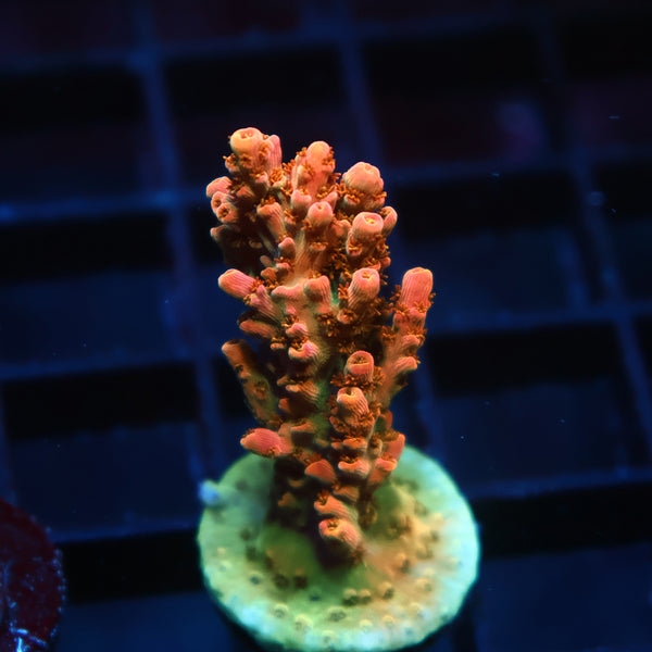 ARC Peach Giant