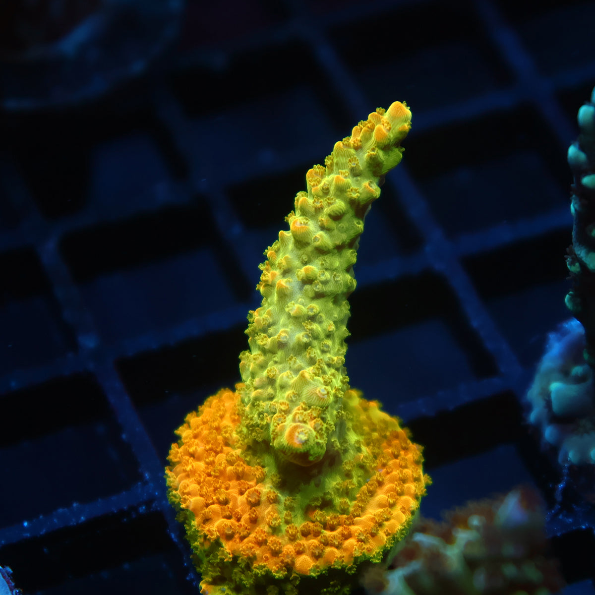 RR Rainbow Loom