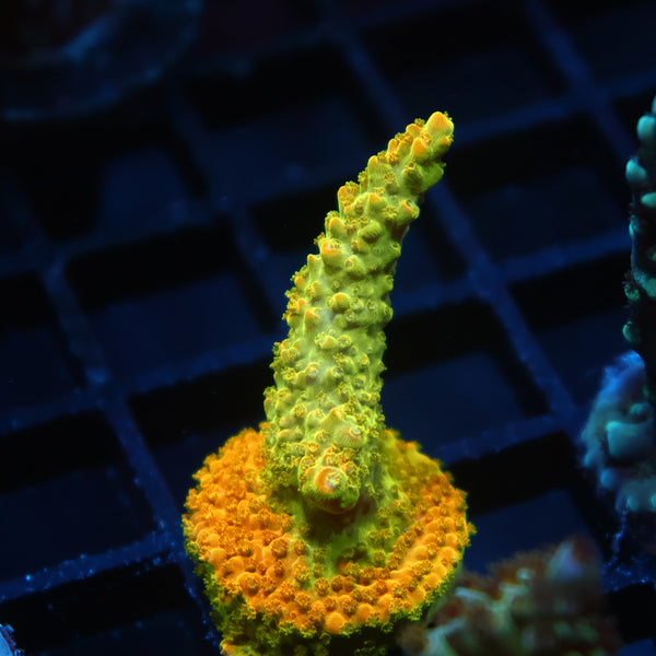 RR Rainbow Loom
