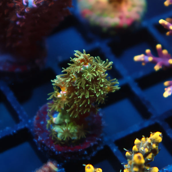 TCK Sour Polyps Tenuis