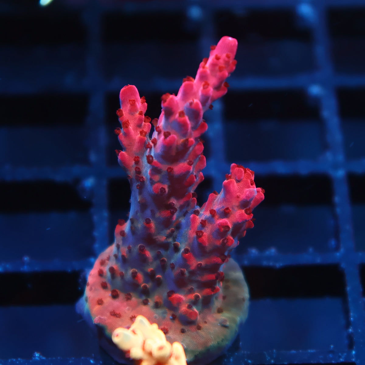 TCK Diablo Stag