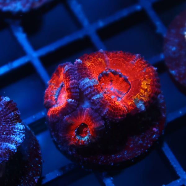 TCK Grafted Red Acan Lord