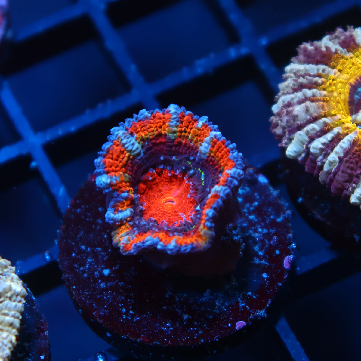 TCK Rainbow Acan Lord