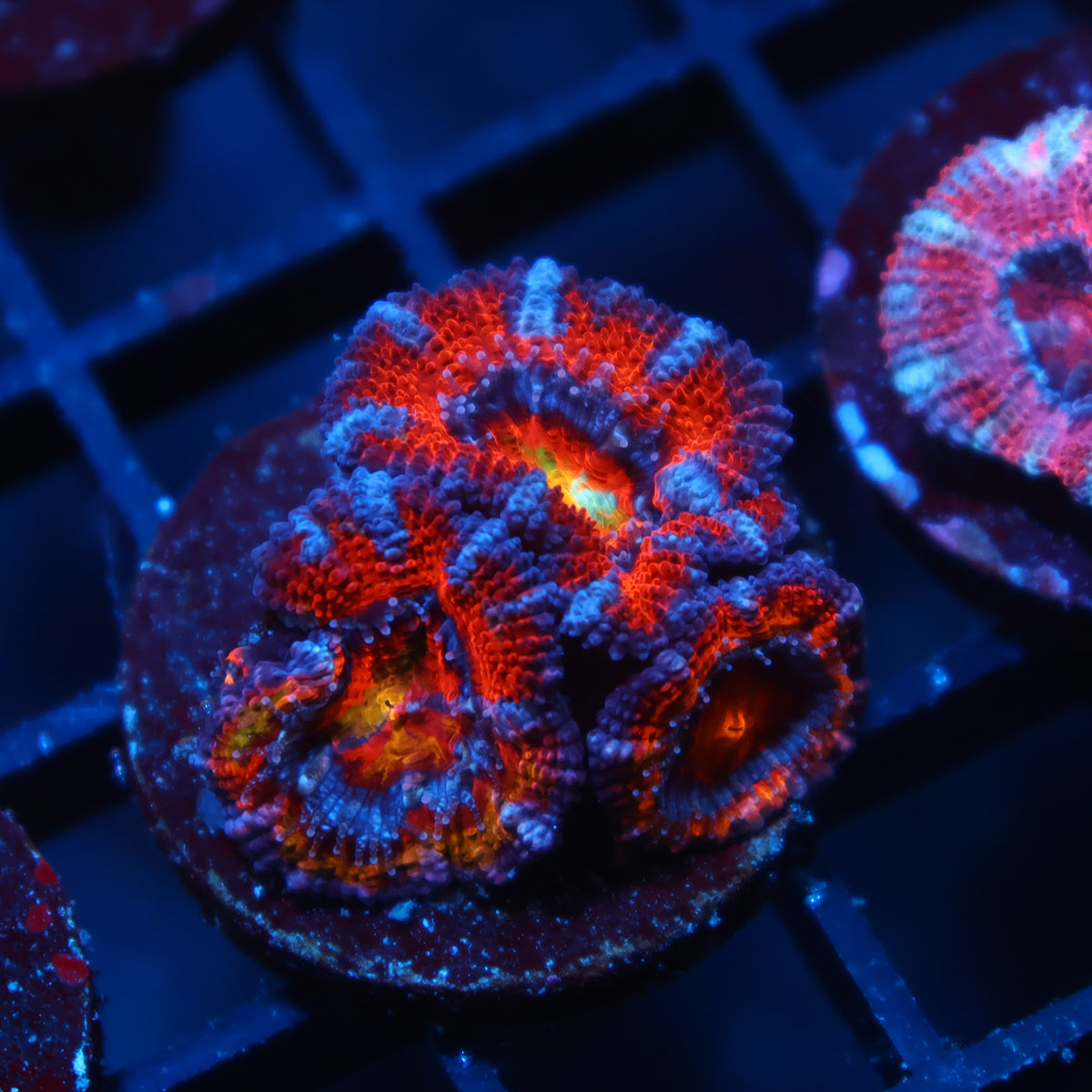 TCK Rainbow Swirl Acan Lord