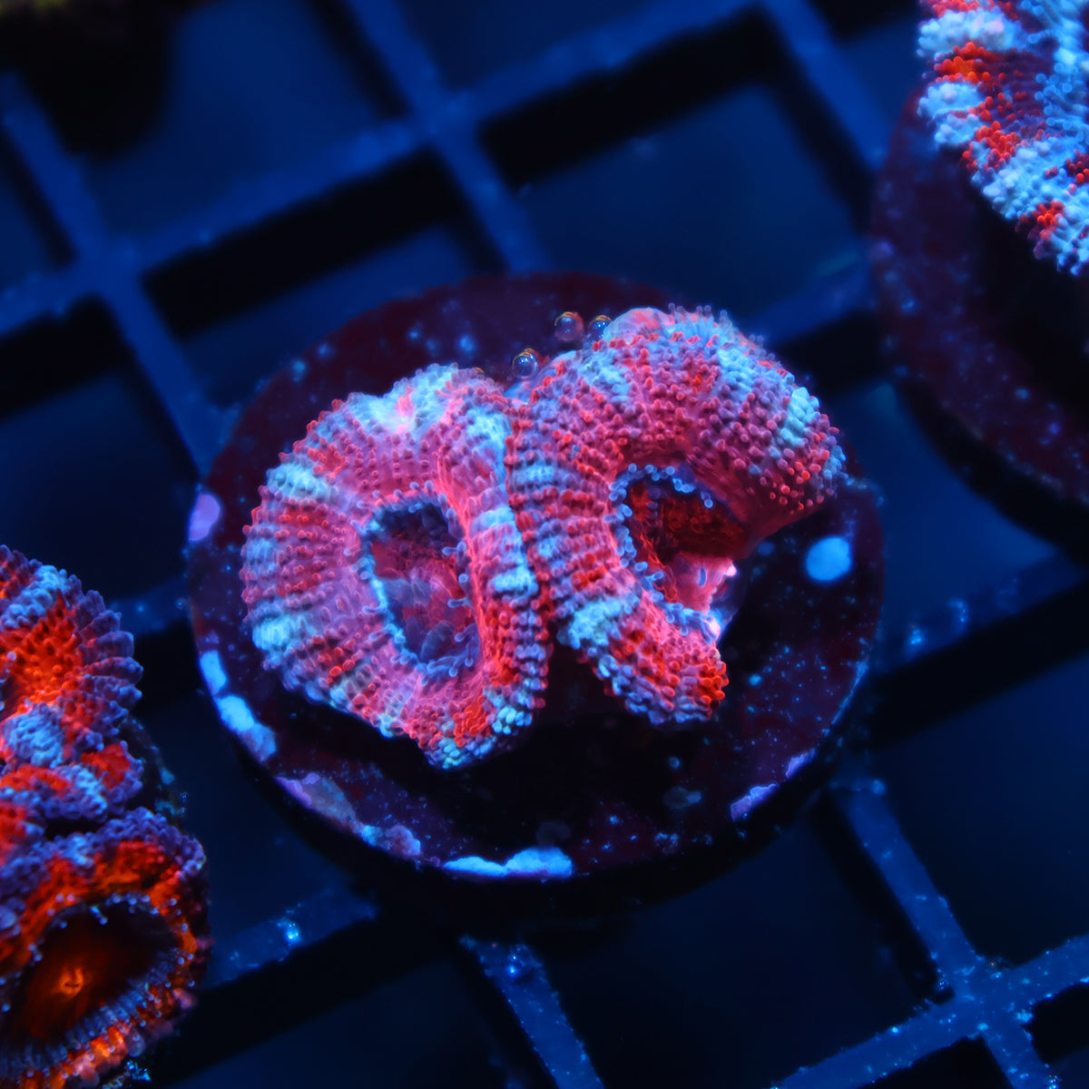 TCK Pink Acan Lord