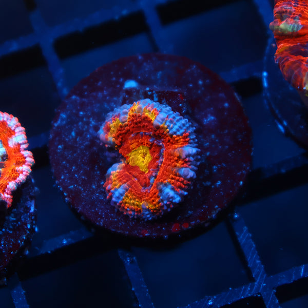 TCK Insanity Rainbow Acan Lord Red Side