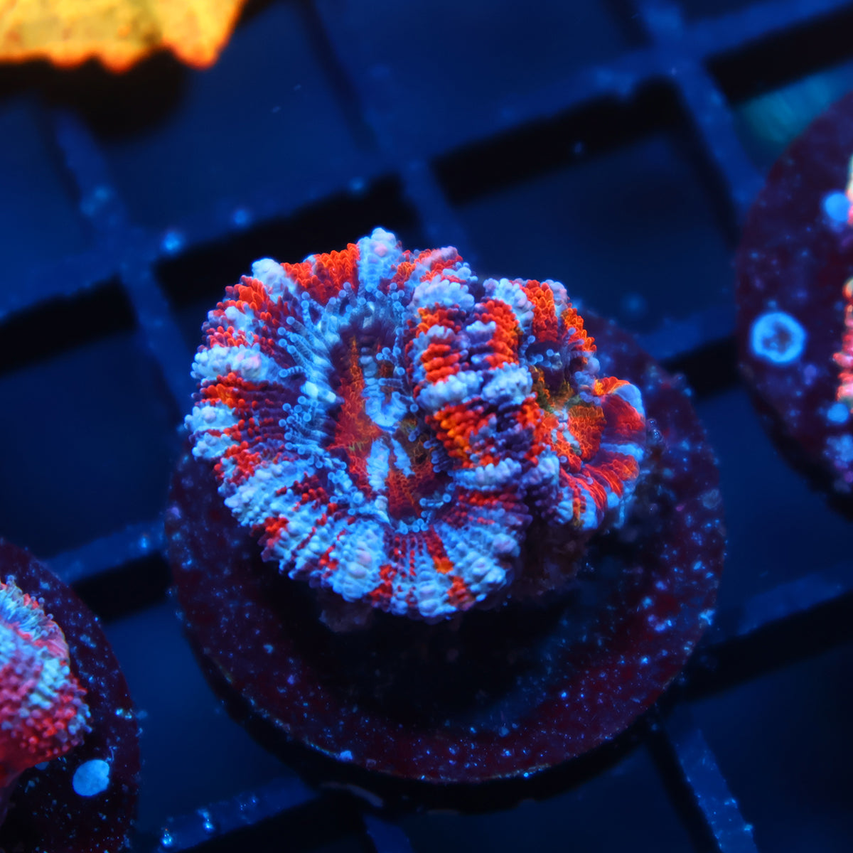 TCK Striped Rainbow Acan Lord