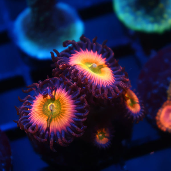 Rainbow Infusions