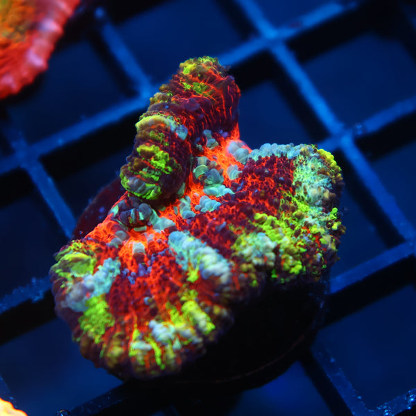 TCK Rainbow Wilsoni