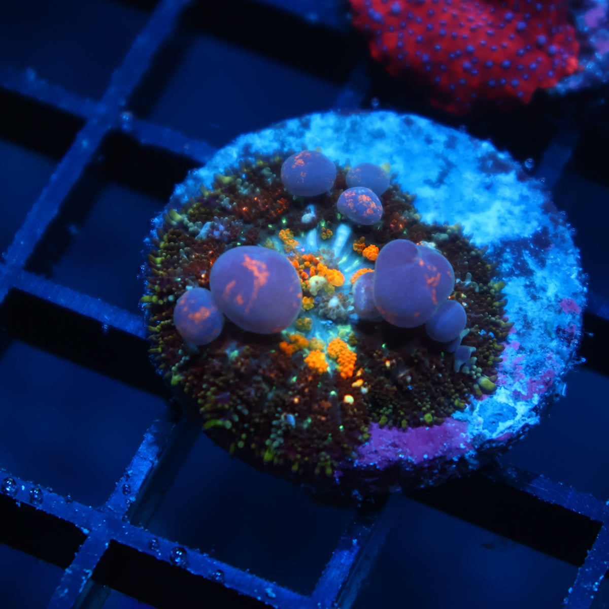 TCK Powerball Bounce Mushrooms
