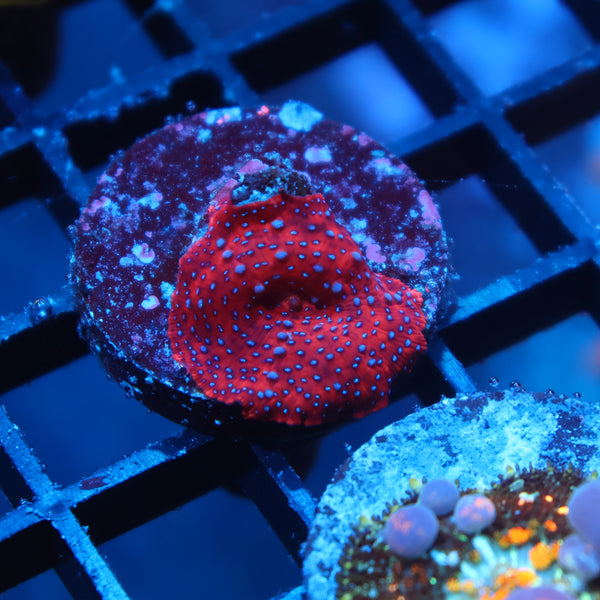 TCK Superman Mushroom Tiny