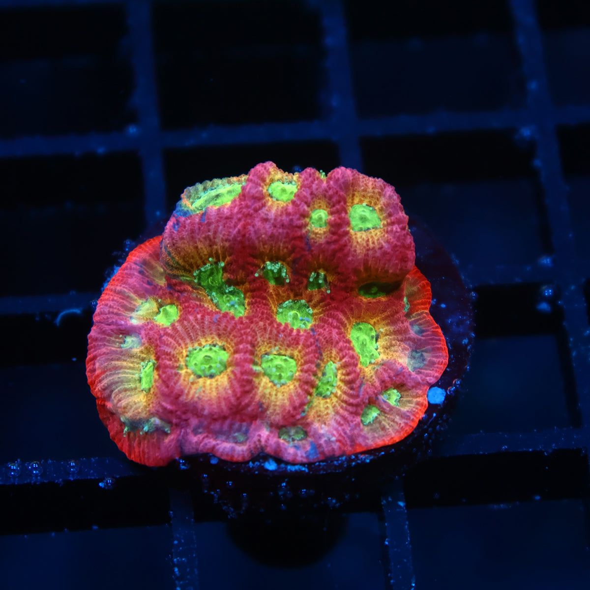 JF Dayglo Favia