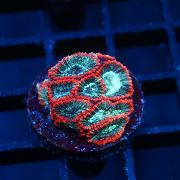 TCK Teal and Peach Favia