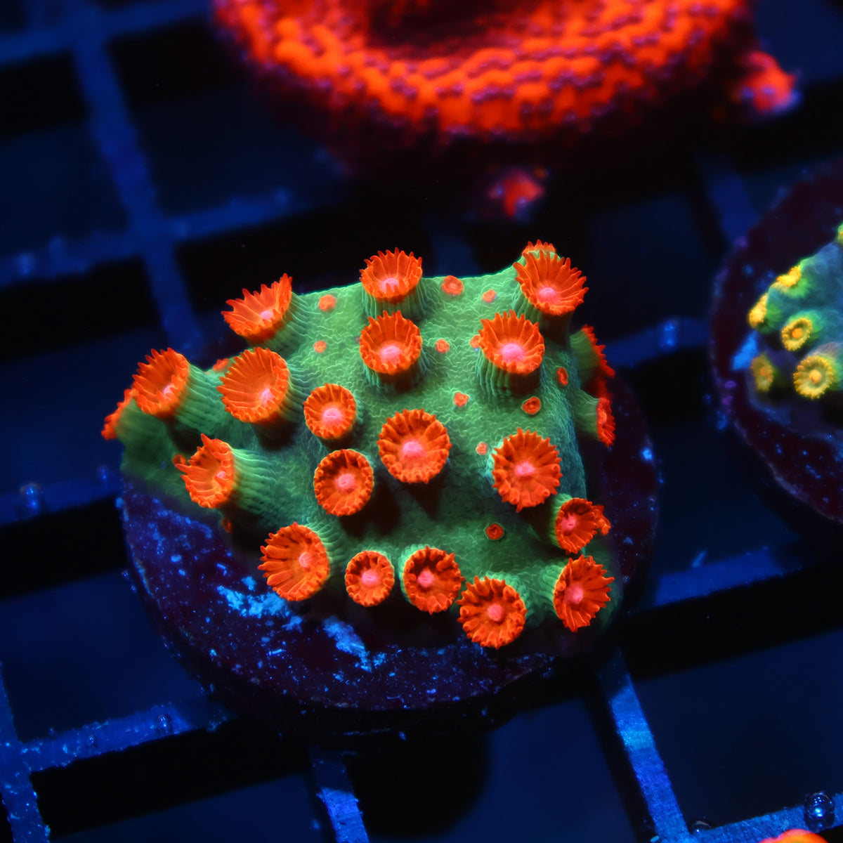 WWC Jingle Bells Cyphastrea