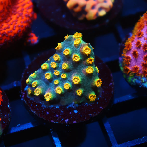 Zoolander Cyphastrea