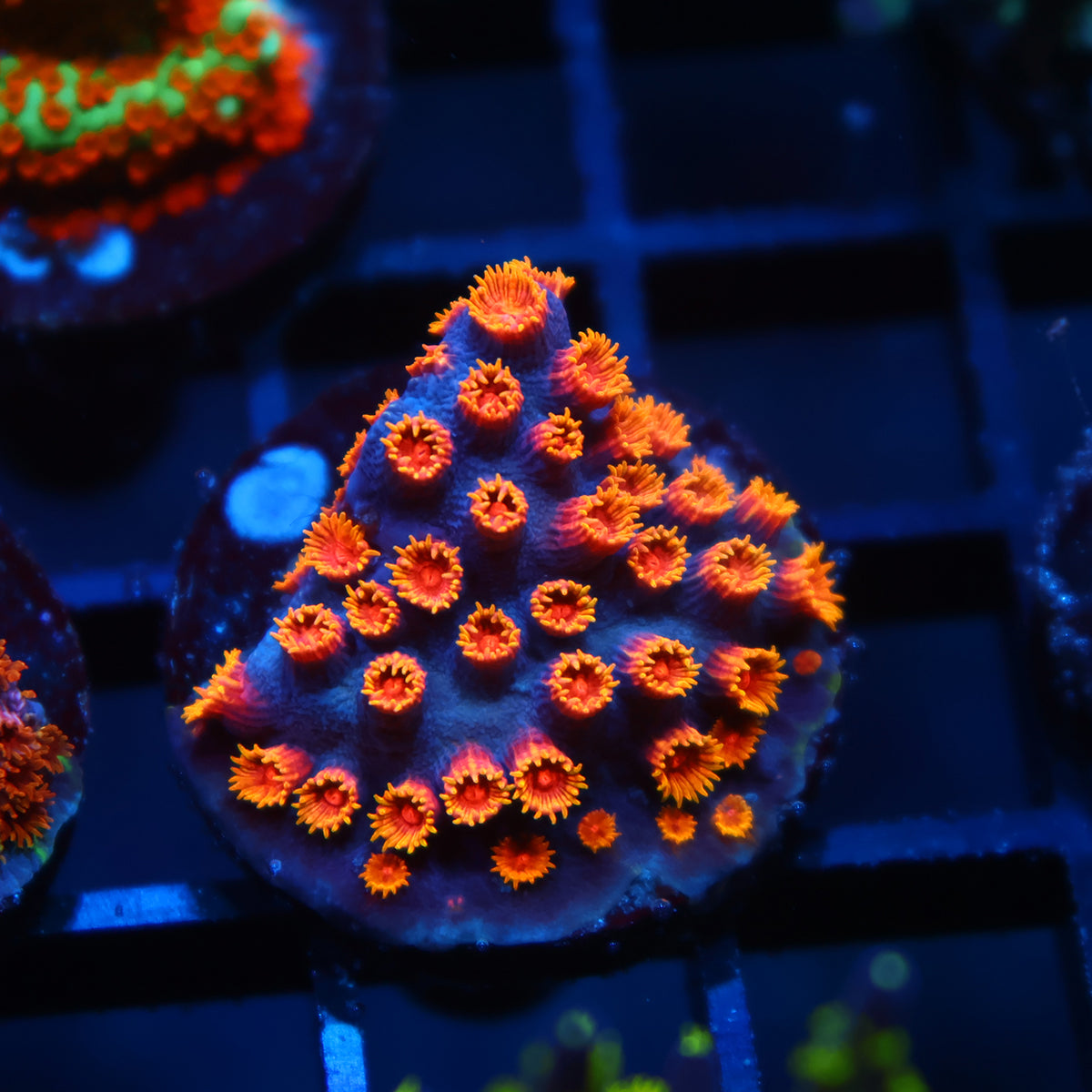 WWC Bizarro Cyphastrea