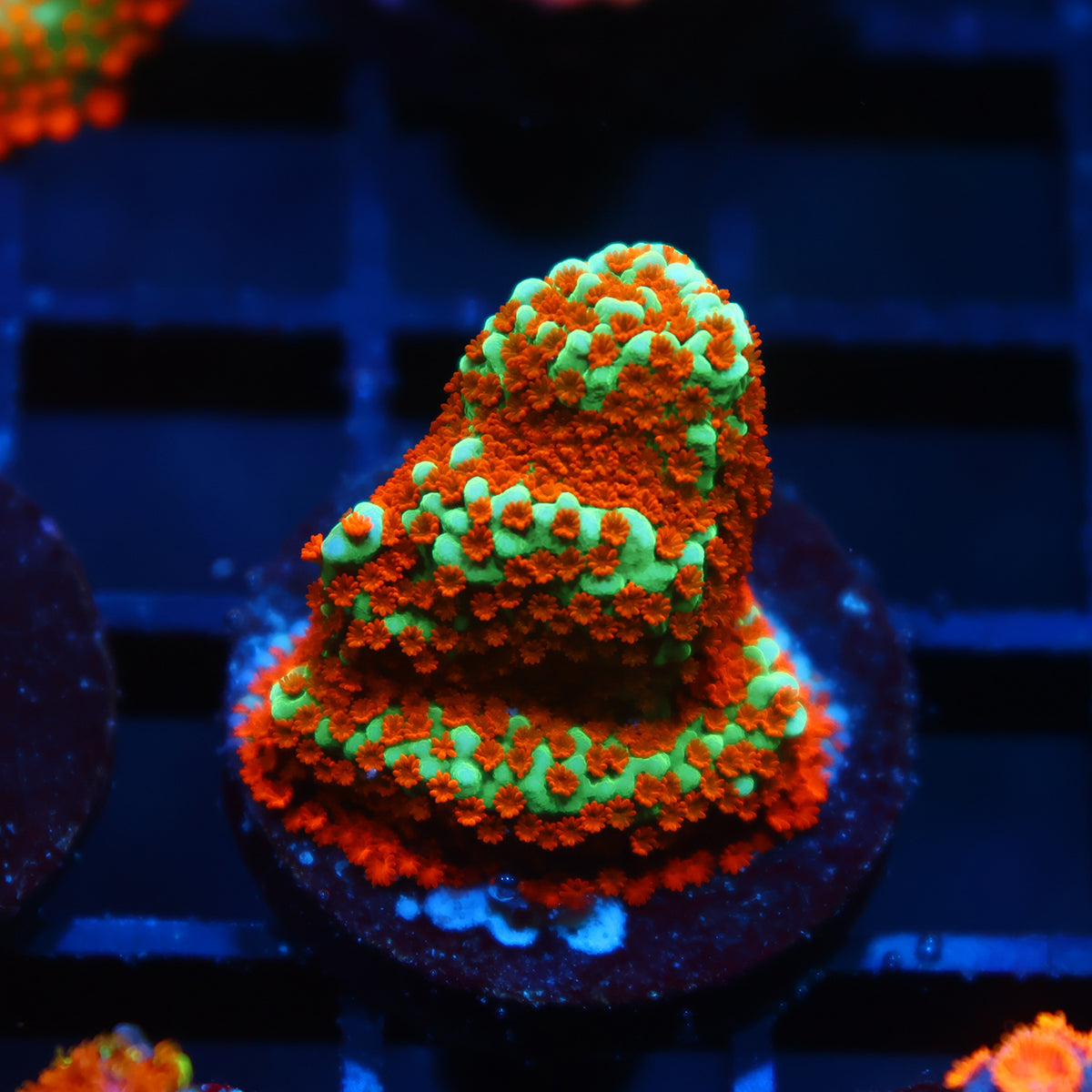 JF Aquaman Monti