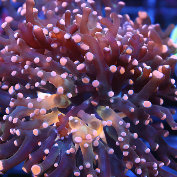TCK Branching Peach Frogspawn