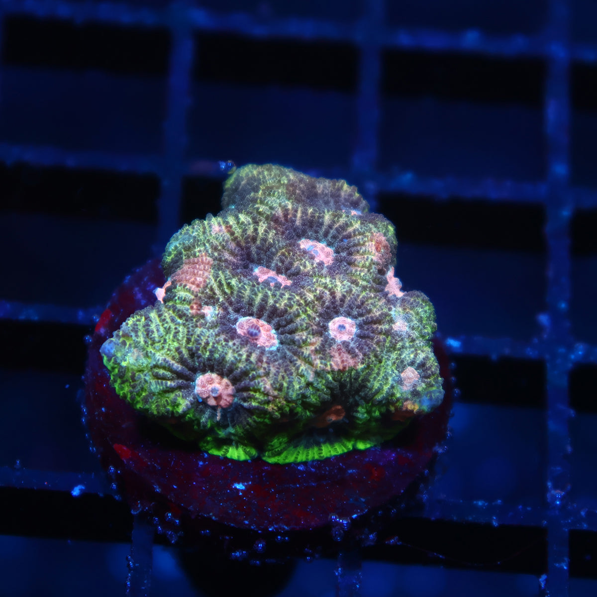 TCK Green and Peach Favia