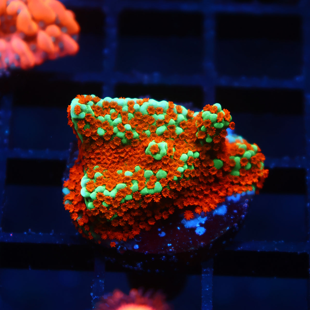 JF Aquaman Monti